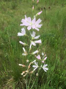 Image of meadow checkerbloom