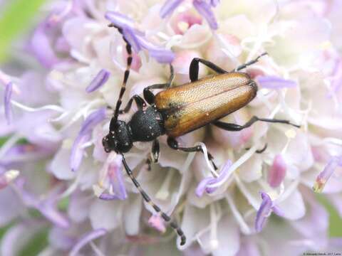 Image of Paracorymbia maculicornis (Degeer 1775)