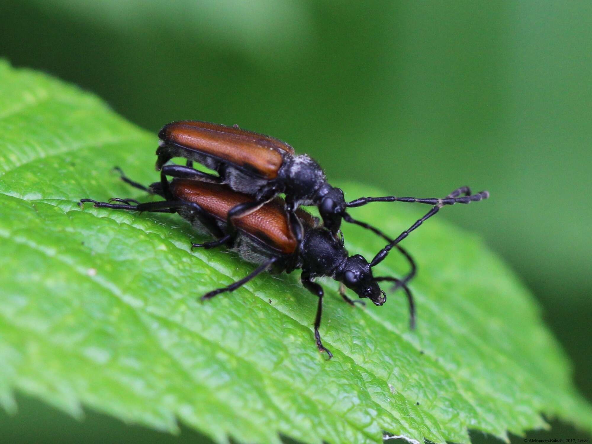 Image of Paracorymbia maculicornis (Degeer 1775)