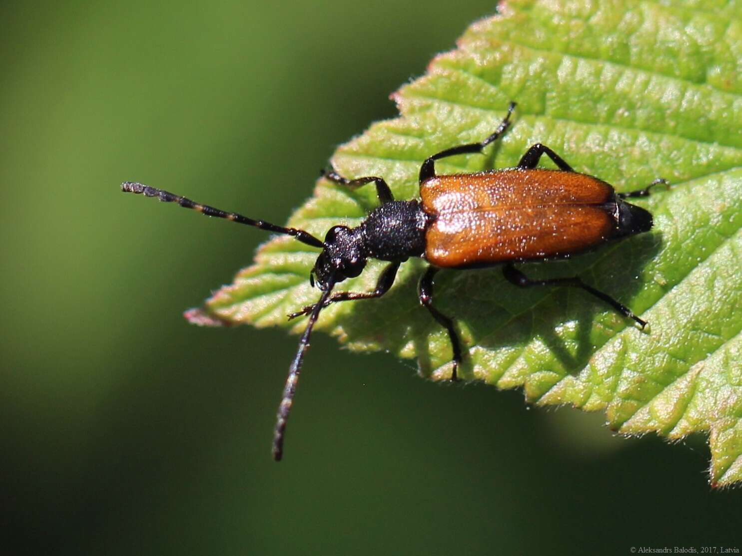 Image of Paracorymbia maculicornis (Degeer 1775)