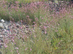 Image de Epilobium dodonaei Vill.