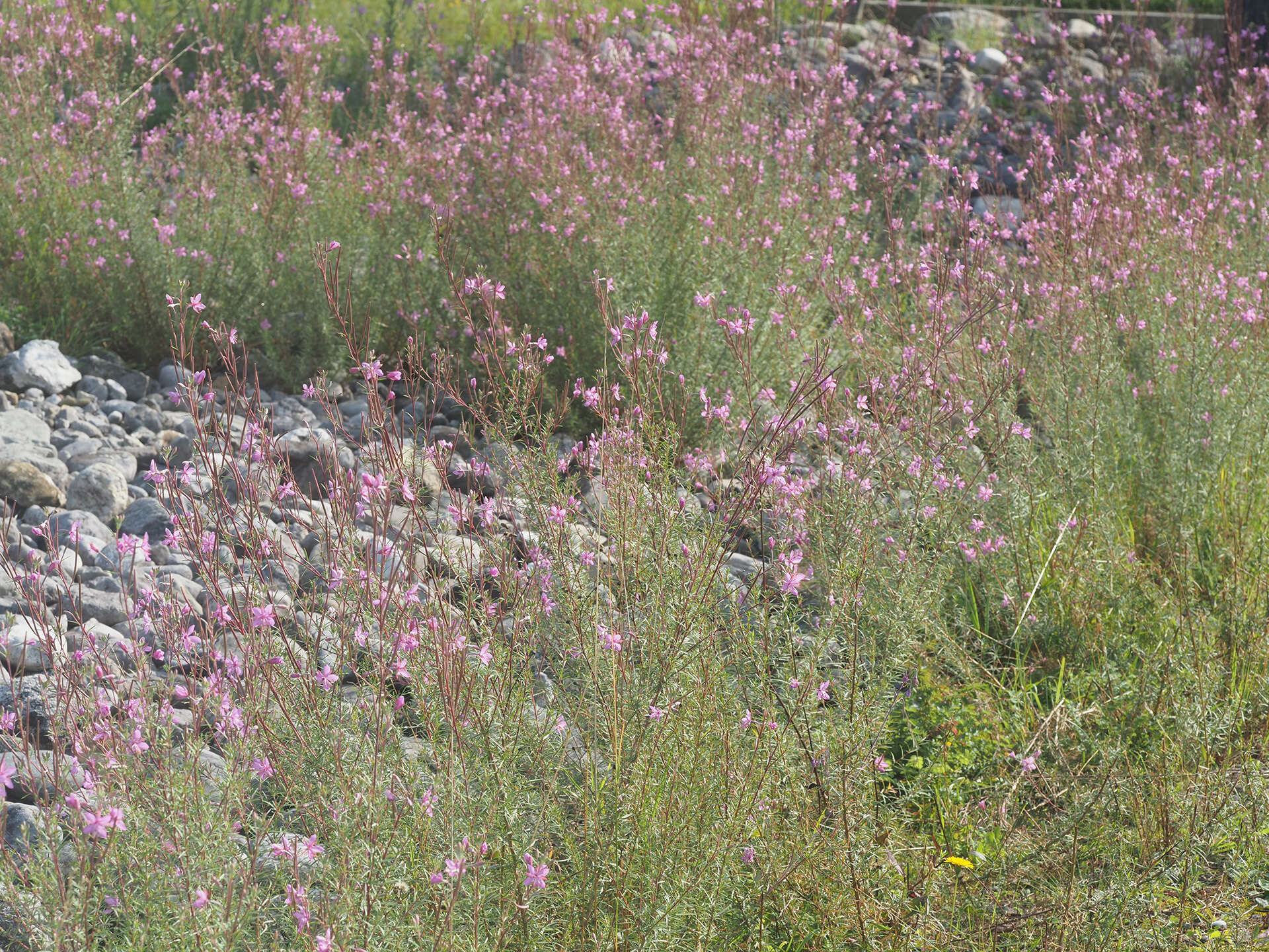 Image de Epilobium dodonaei Vill.