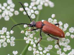 Image of Stictoleptura (Aredolpona) rubra (Linné 1758)