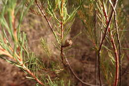 Image of Hakea nodosa R. Br.