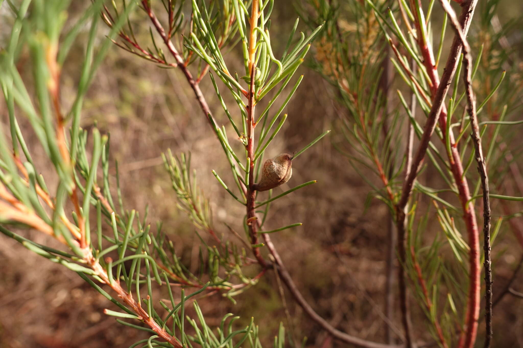 Image of Hakea nodosa R. Br.