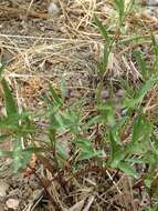 Image of Gray-Leaf Skullcap