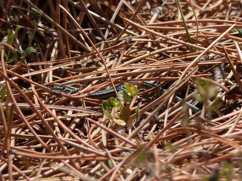 Image of Iberian Wall Lizard