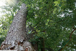 Image of silver maple