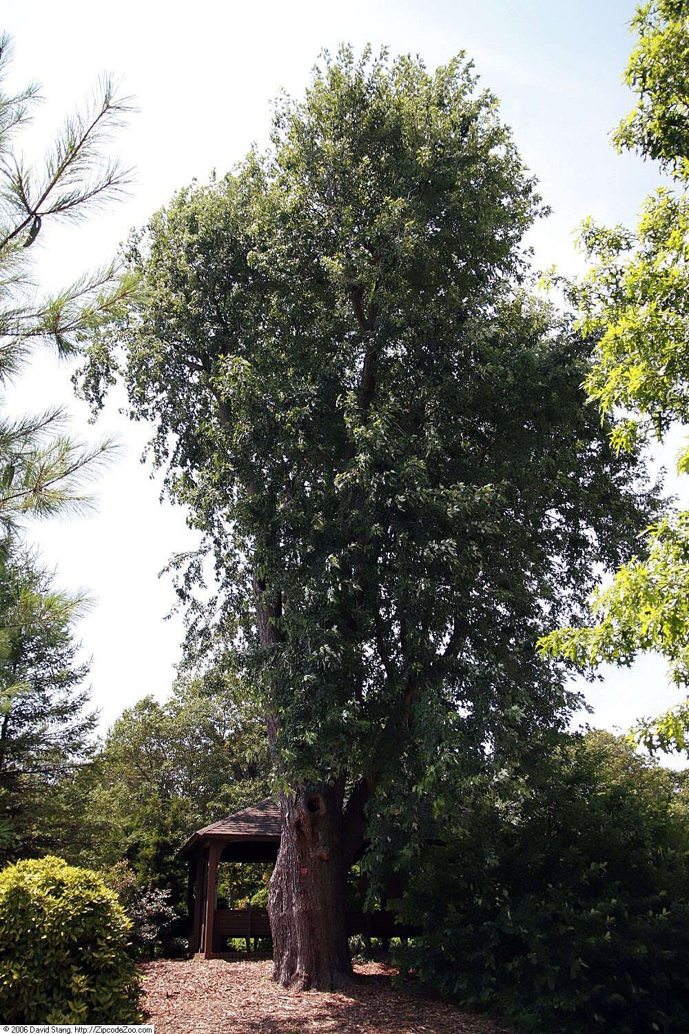 Image of silver maple