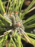 Image of Red-headed Pine Sawfly