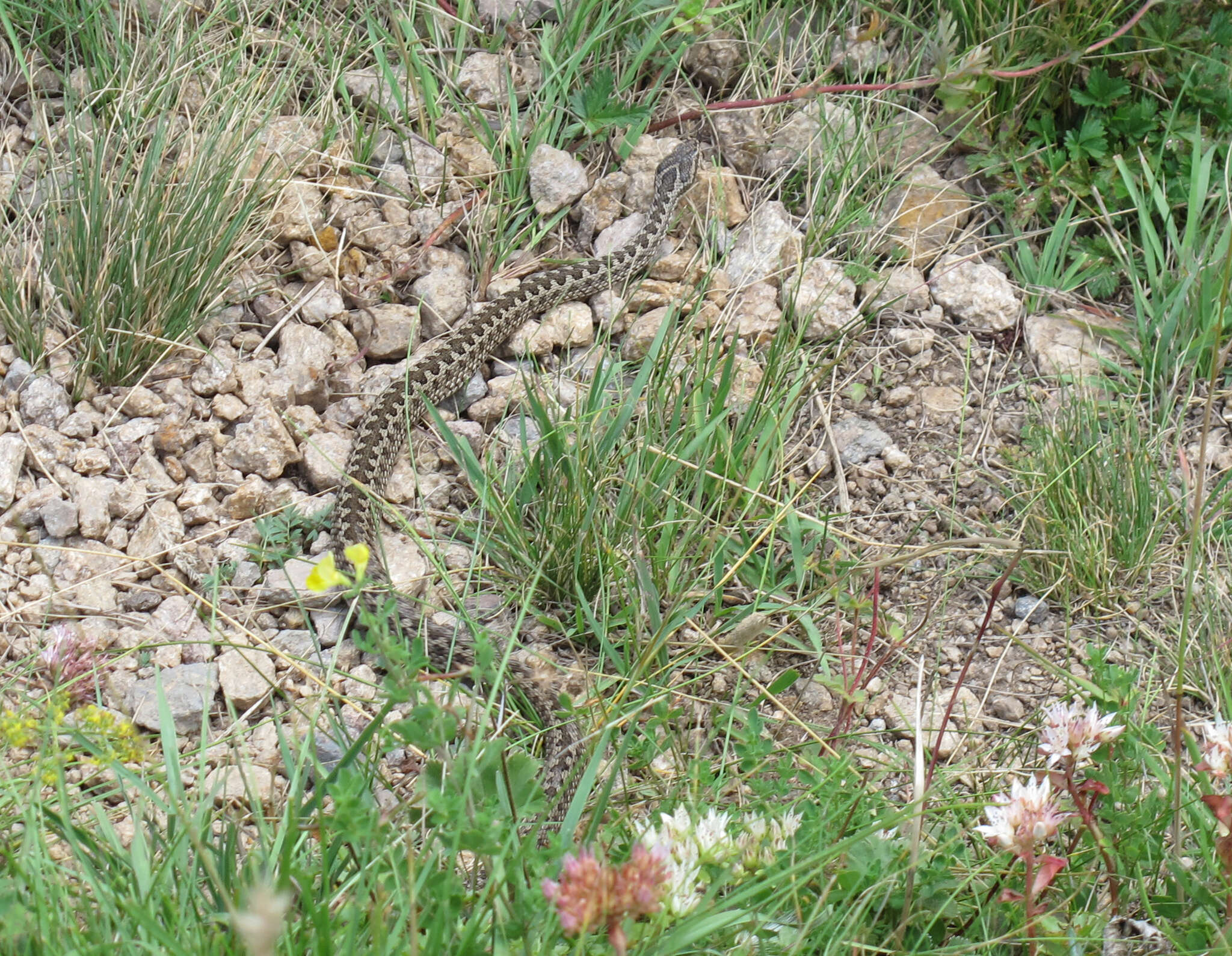 صورة Vipera lotievi Nilson, Tuniyev, Orlov, Hoggren & Andrén 1995