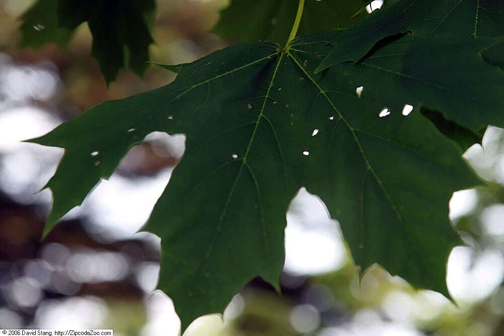 Image of Norway Maple