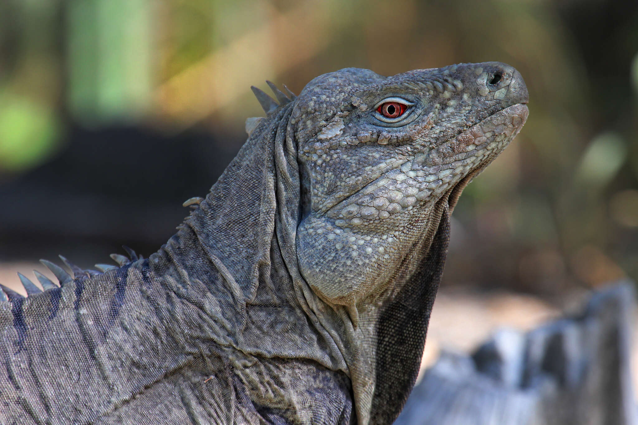 Imagem de Cyclura ricordi (Duméril & Bibron 1837)