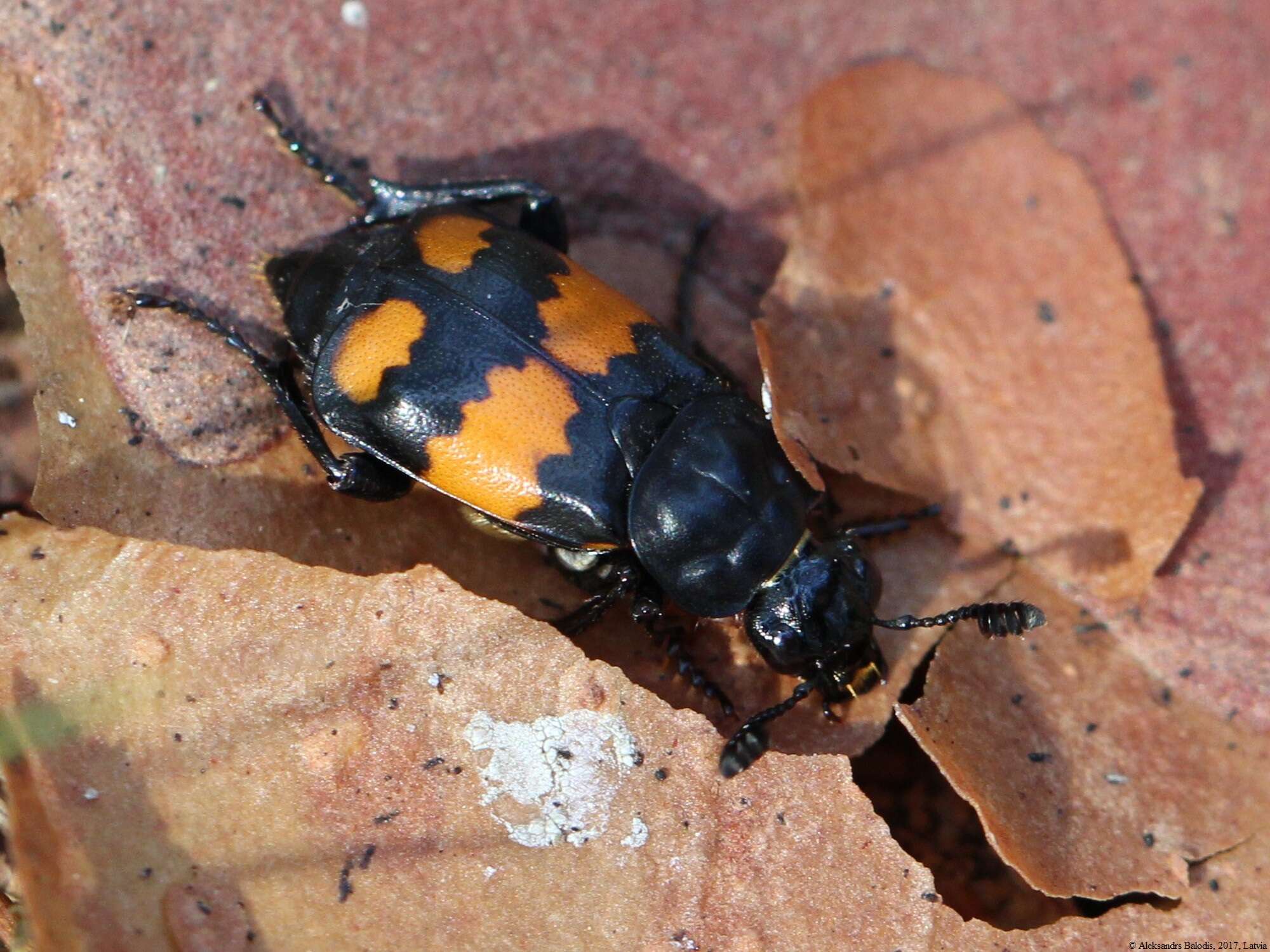 Image of Boreal Carrion Beetle