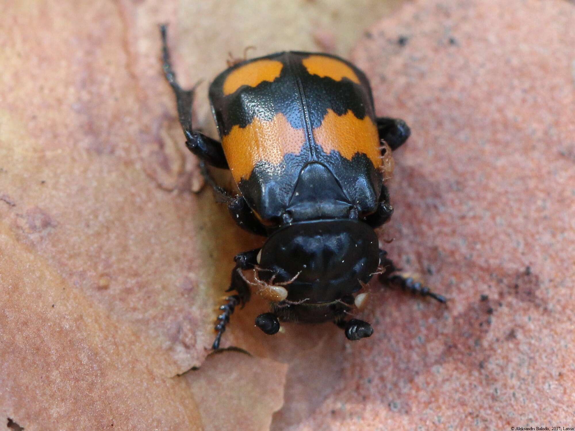 Image of Boreal Carrion Beetle