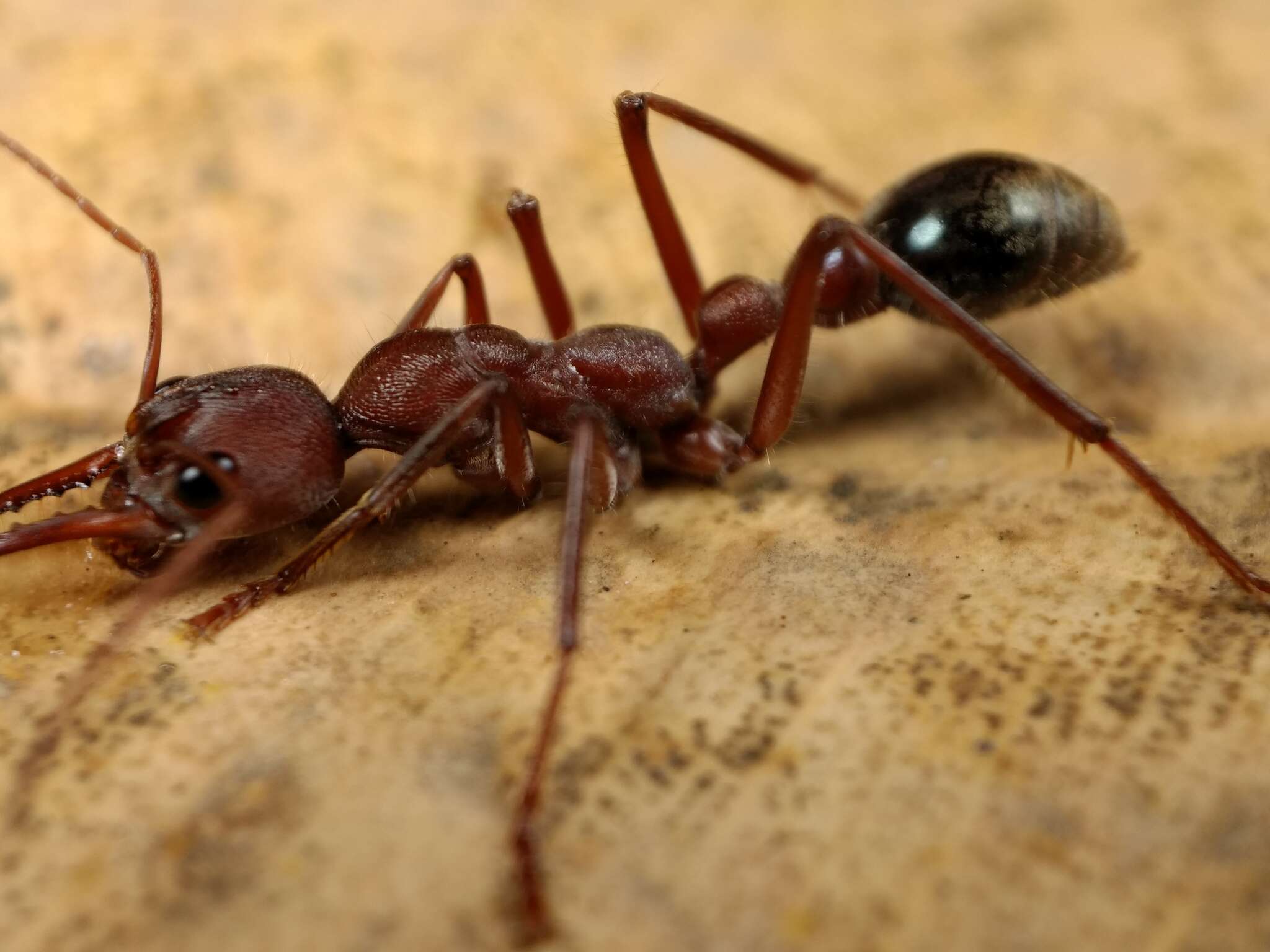 Image of Myrmecia comata Clark 1951