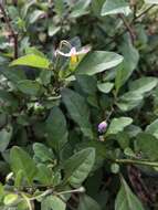 صورة Solanum pseudogracile C. B. Heiser