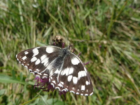 Image of marbled white