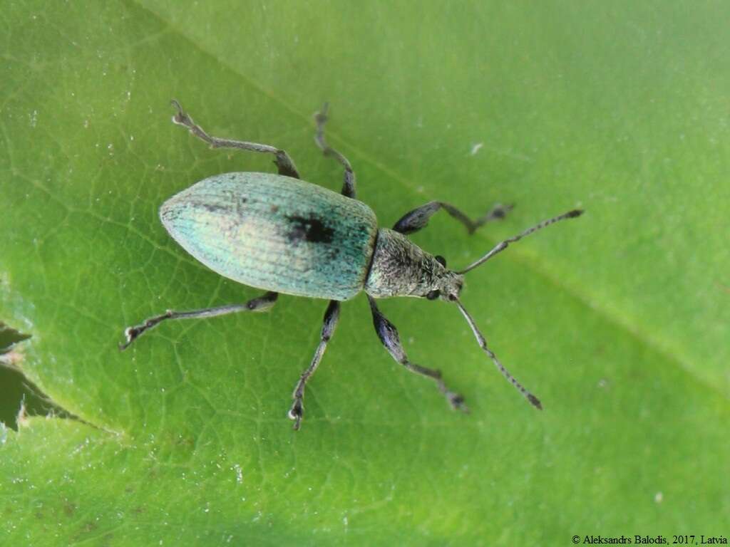 Image of Phyllobius (Metaphyllobius) pomaceus Gyllenhal 1834