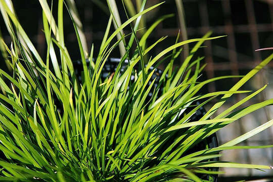 Image of Dwarf Sedge