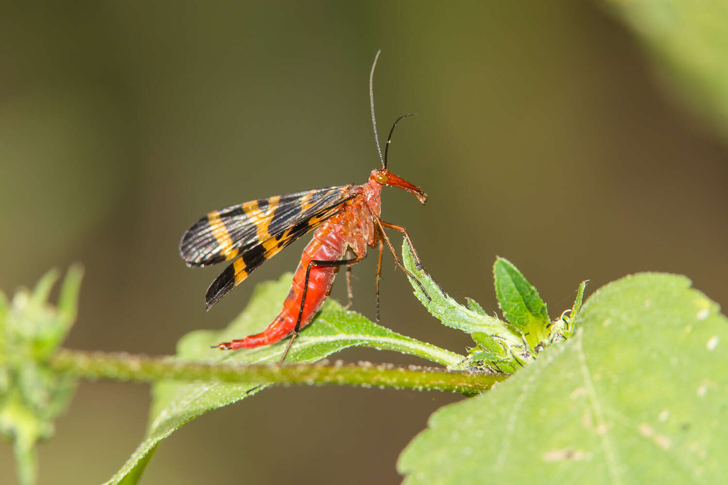 Image of Panorpa nuptialis Gerstaecker 1863