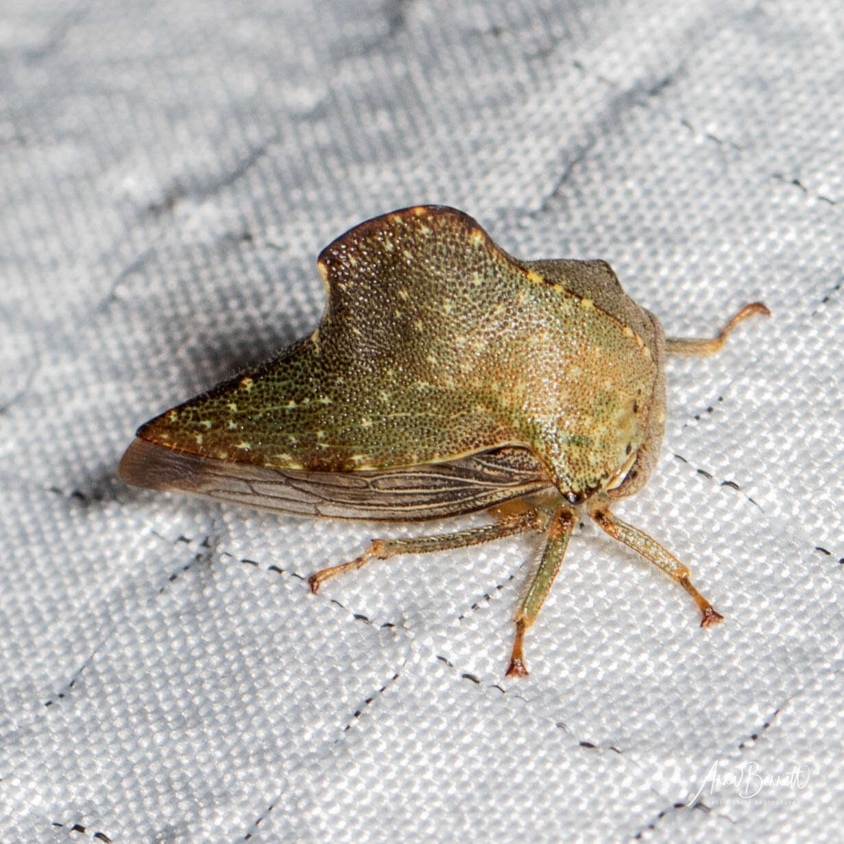 Image of Telamona monticola Fabricius