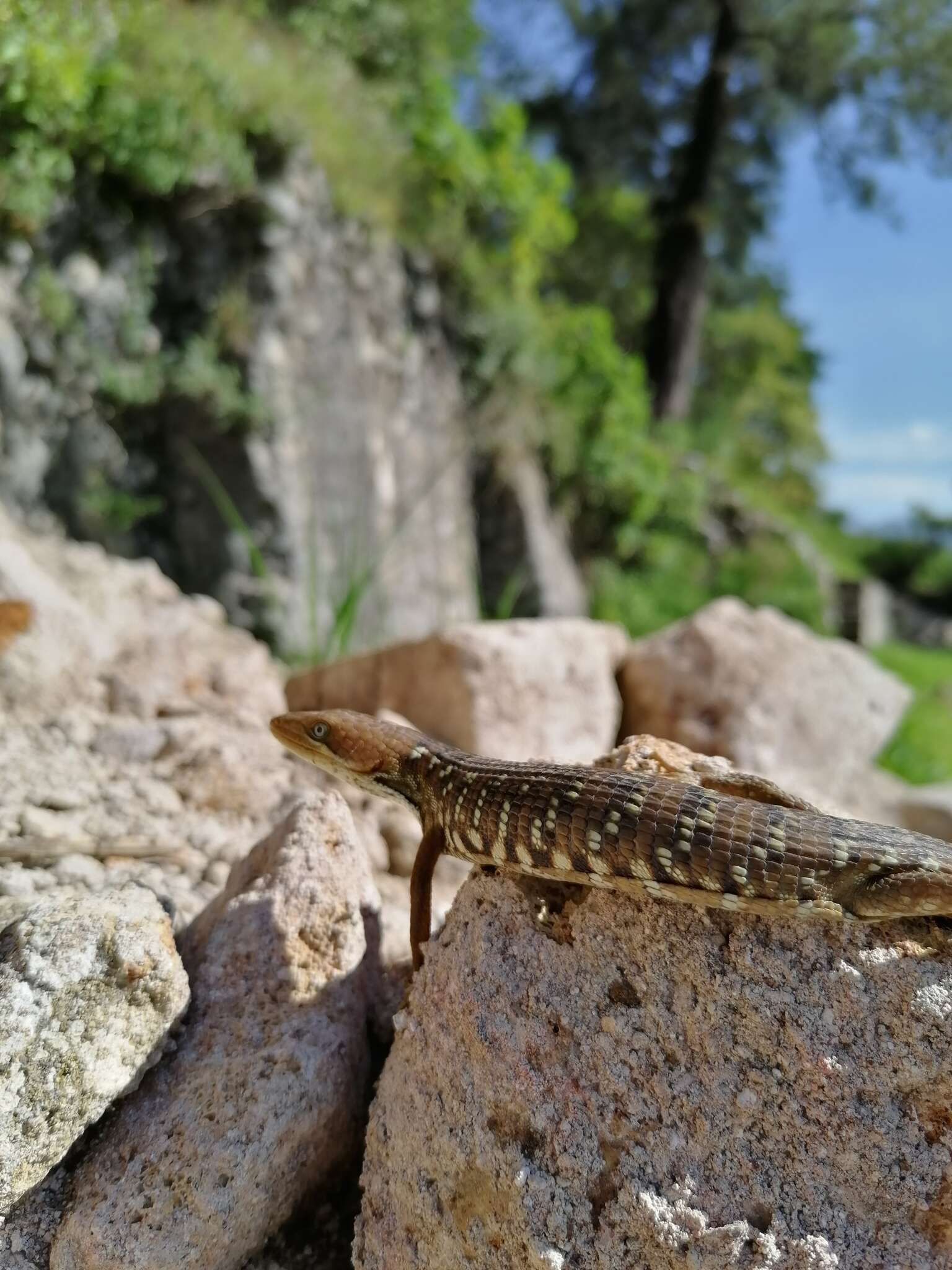 Image of Texas Alligator Lizard