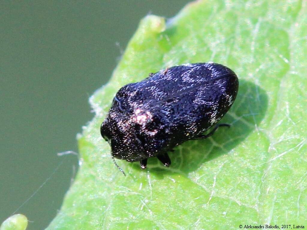 Image of Metallic wood-boring beetle