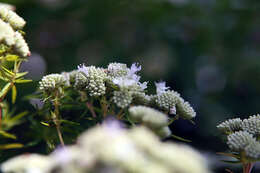 Image of whorled milkweed