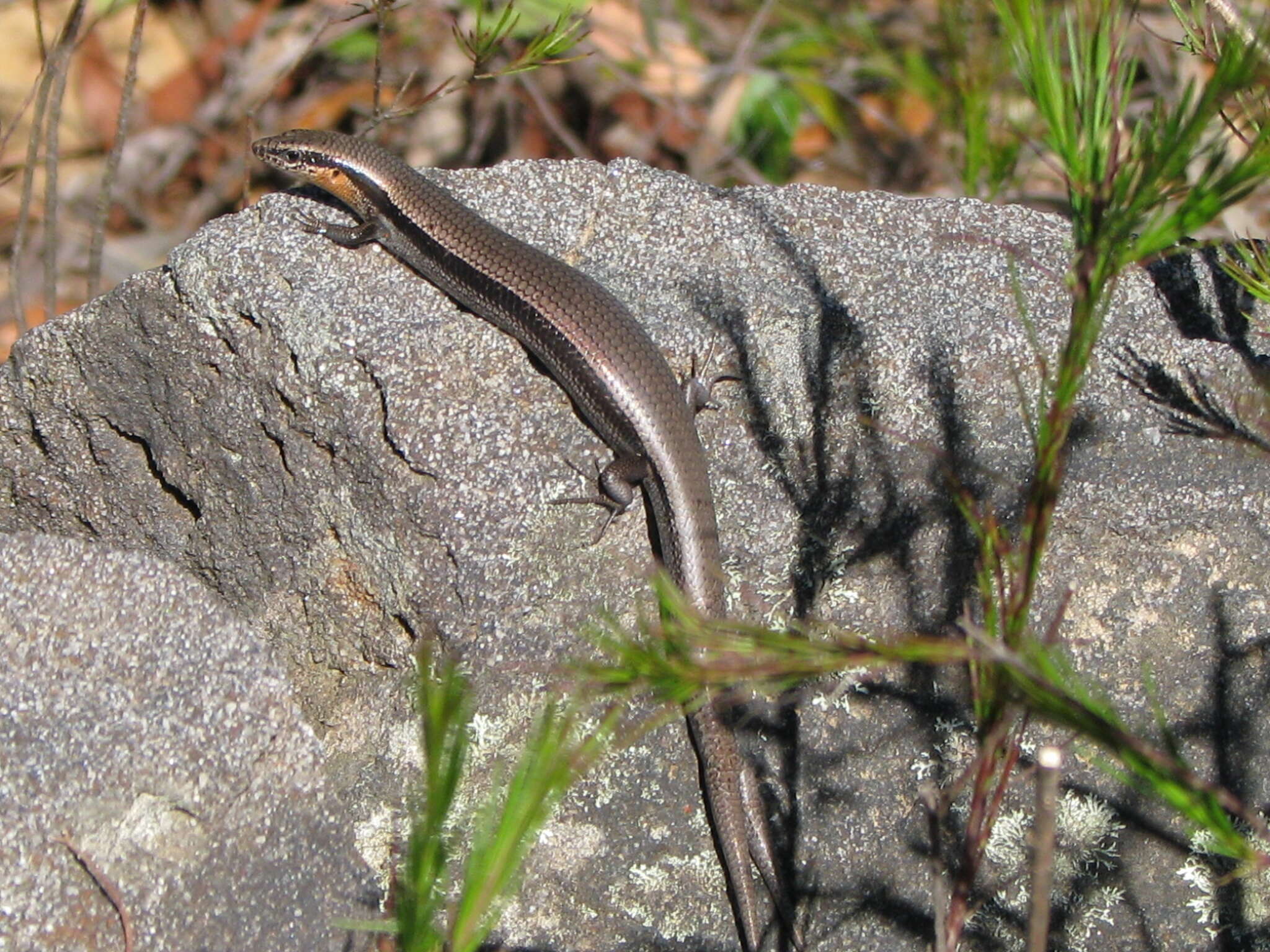 Image of Red-throated Cool-skink