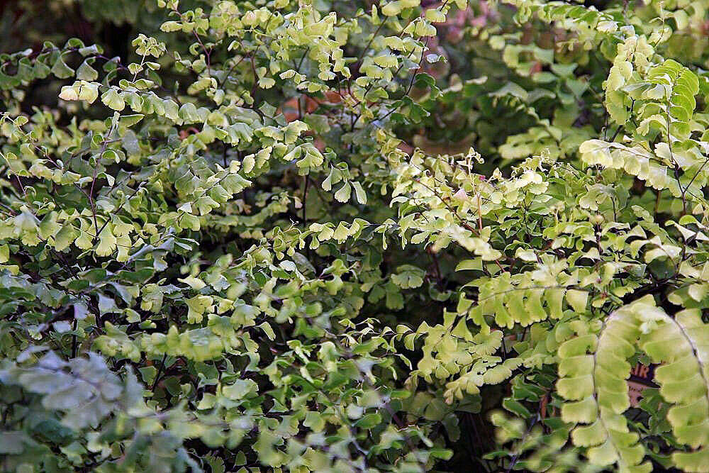 Image of Northern maidenhair fern