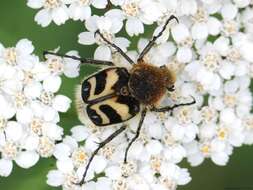 Image of Bee beetle