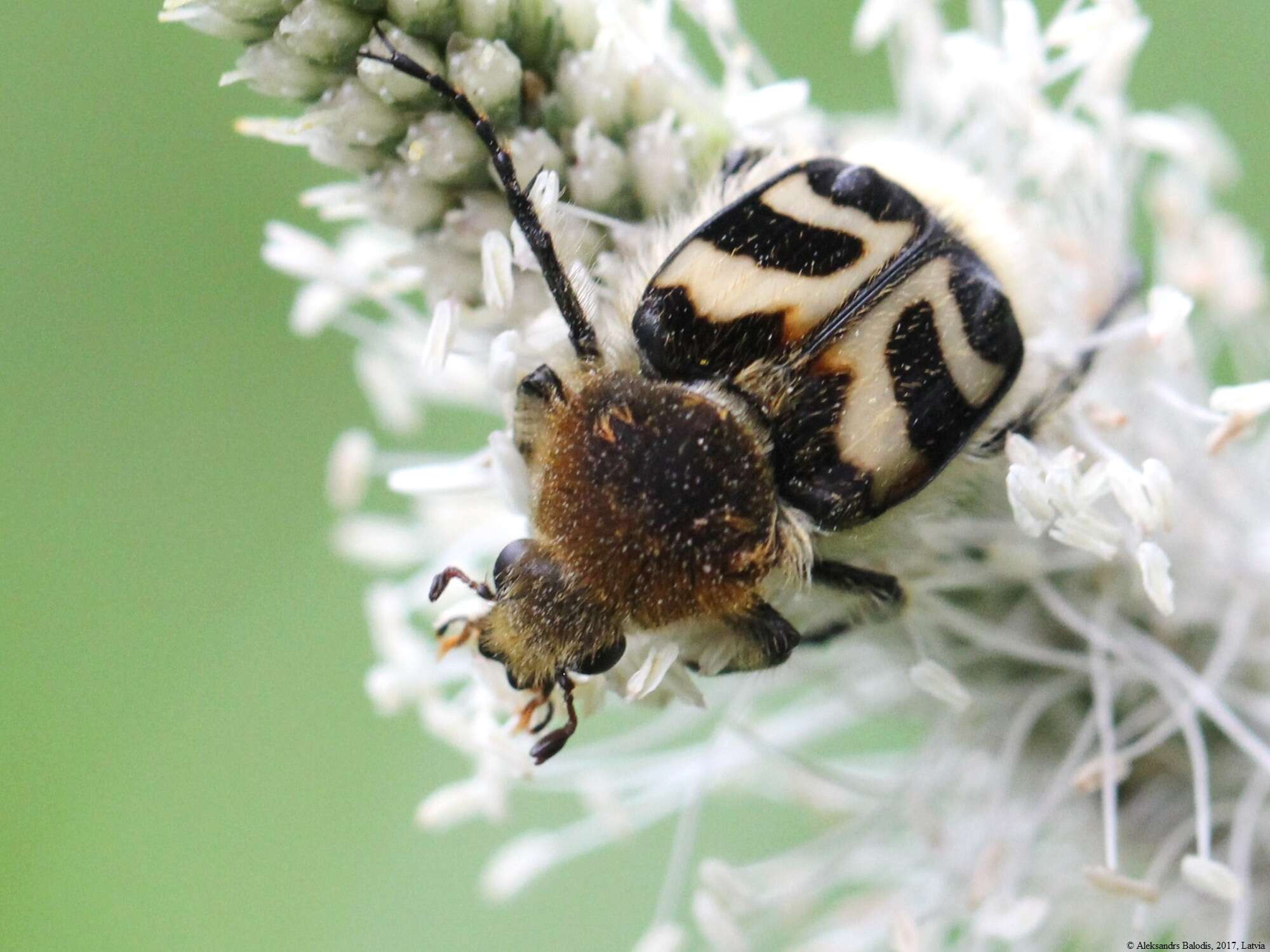 Image of Bee beetle