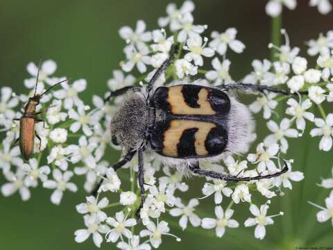 Image of Bee beetle