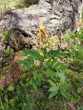 Lathyrus laevigatus subsp. occidentalis (Fisch. & C. A. Mey.) Breistr. resmi