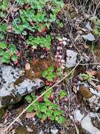 Image of Heuchera mexicana Schaffn. ex Rydb.