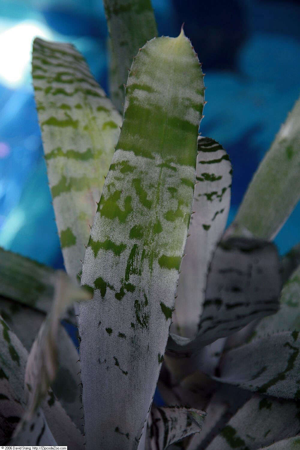 Image of Aechmea chantinii (Carrière) Baker