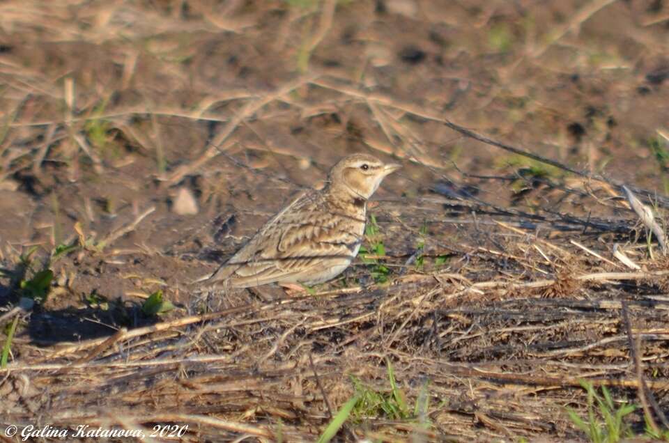 Image of Bimaculated Lark