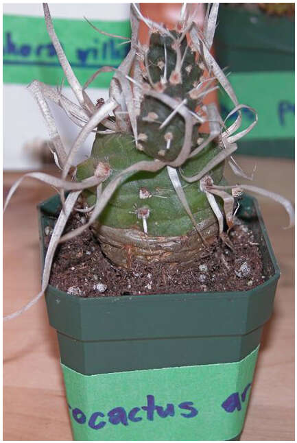 Image of Tephrocactus articulatus