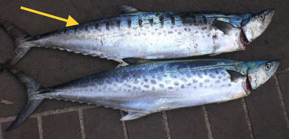 Image of Australian Spotted Mackerel