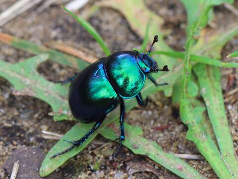 Слика од Geotrupes vernalis