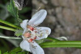 Image of Caiophora cernua (Griseb.) Urban & Gilg ex Kurtz