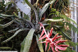 Image of Aechmea chantinii (Carrière) Baker