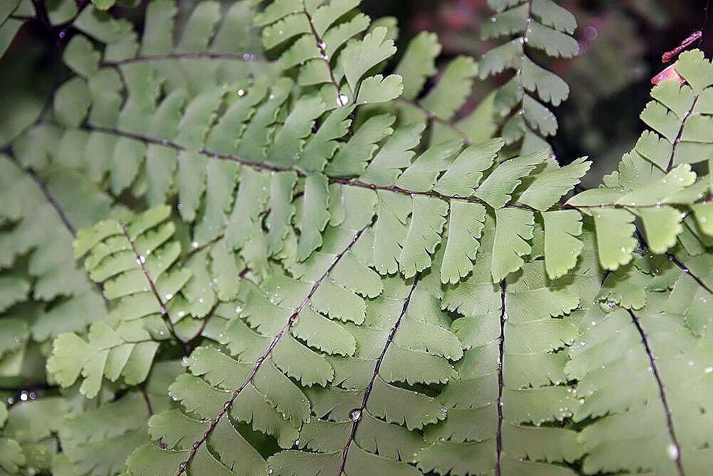 Image of Northern maidenhair fern