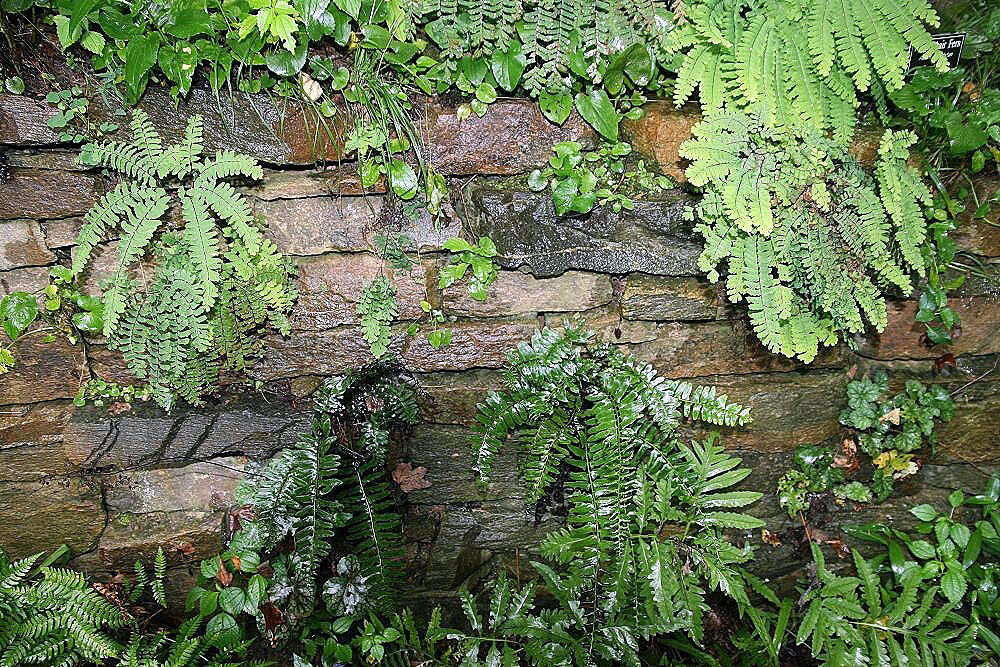 Image of Northern maidenhair fern