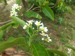 Imagem de Solanum pseudoquina A. St.-Hil.