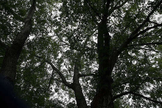 Image of silver maple