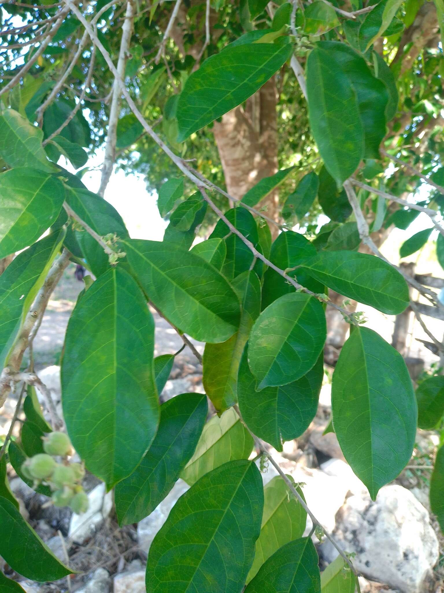 Image of white ramoon