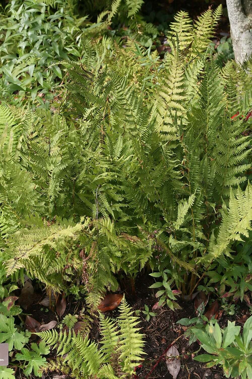 Image of Christmas fern