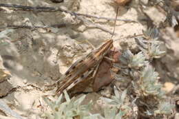 Ramburiella (Palaeocesa) turcomana (Fischer von Waldheim 1833) resmi